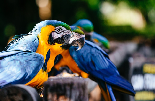 Blue and Gold Macaw Training and Talking Ability