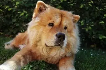 Boosting Chow Chow Health Through Targeted Nutritional Supplements