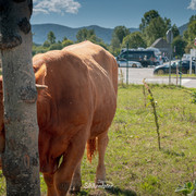 LNZ26 02518
