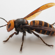 big-ass-hornet