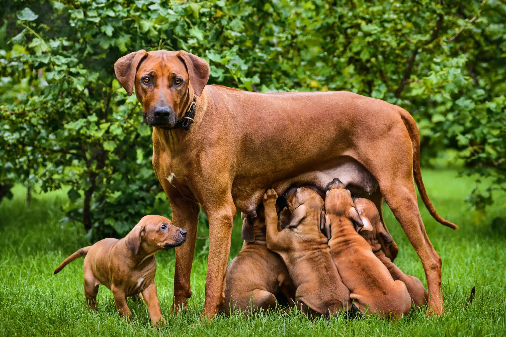 Unexpected Joy: A Foster Dog Gives Birth to 15 Puppies
