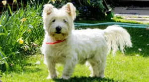 Enhancing Your Westie's Skin and Coat Health