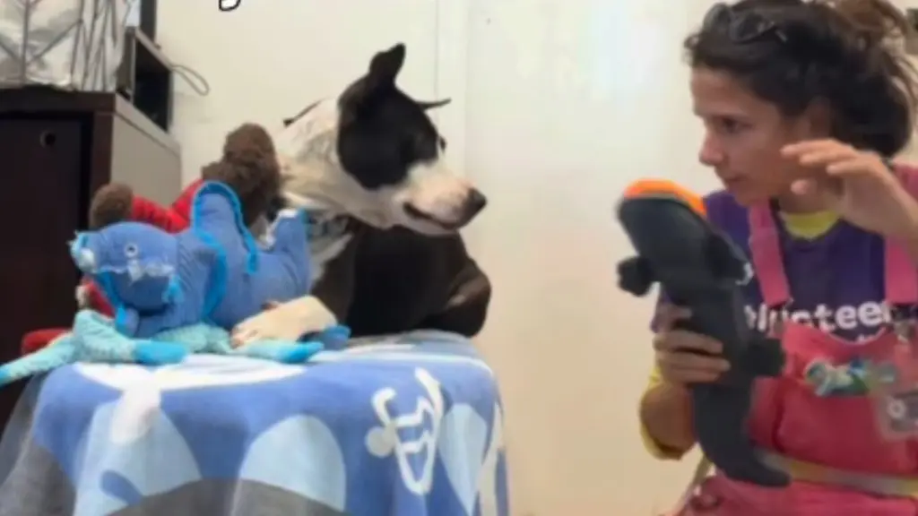 Shelter Dog's Refusal to Eat Reveals Deep Emotional Distress