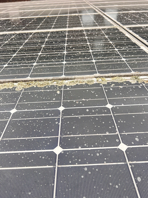 Flechtenbewuchs an der Rahmenkante der Solaranlage auf dem Scheunendach des Ferienhof Pulte in Attendorn-Helden – dichter Bewuchs zwischen zwei Modulreihen vor der Reinigung