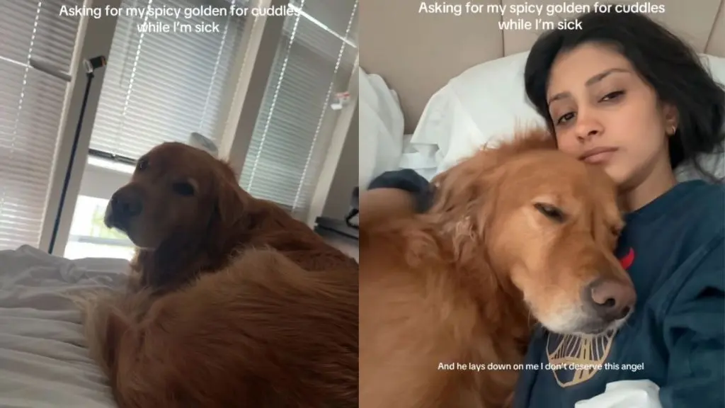 Golden Retriever Shows Uncharacteristic Affection When Owner Falls Ill