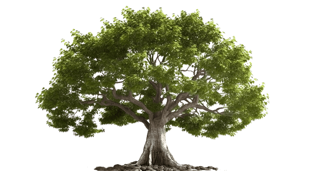 transparent.png