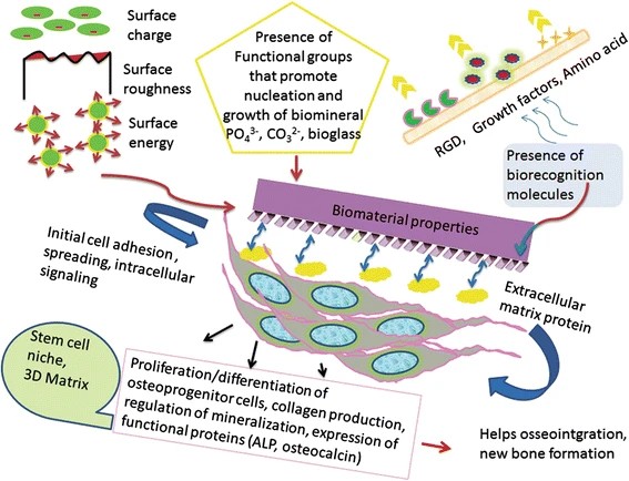Biomimetic approaches with smart interfaces for bone regeneration