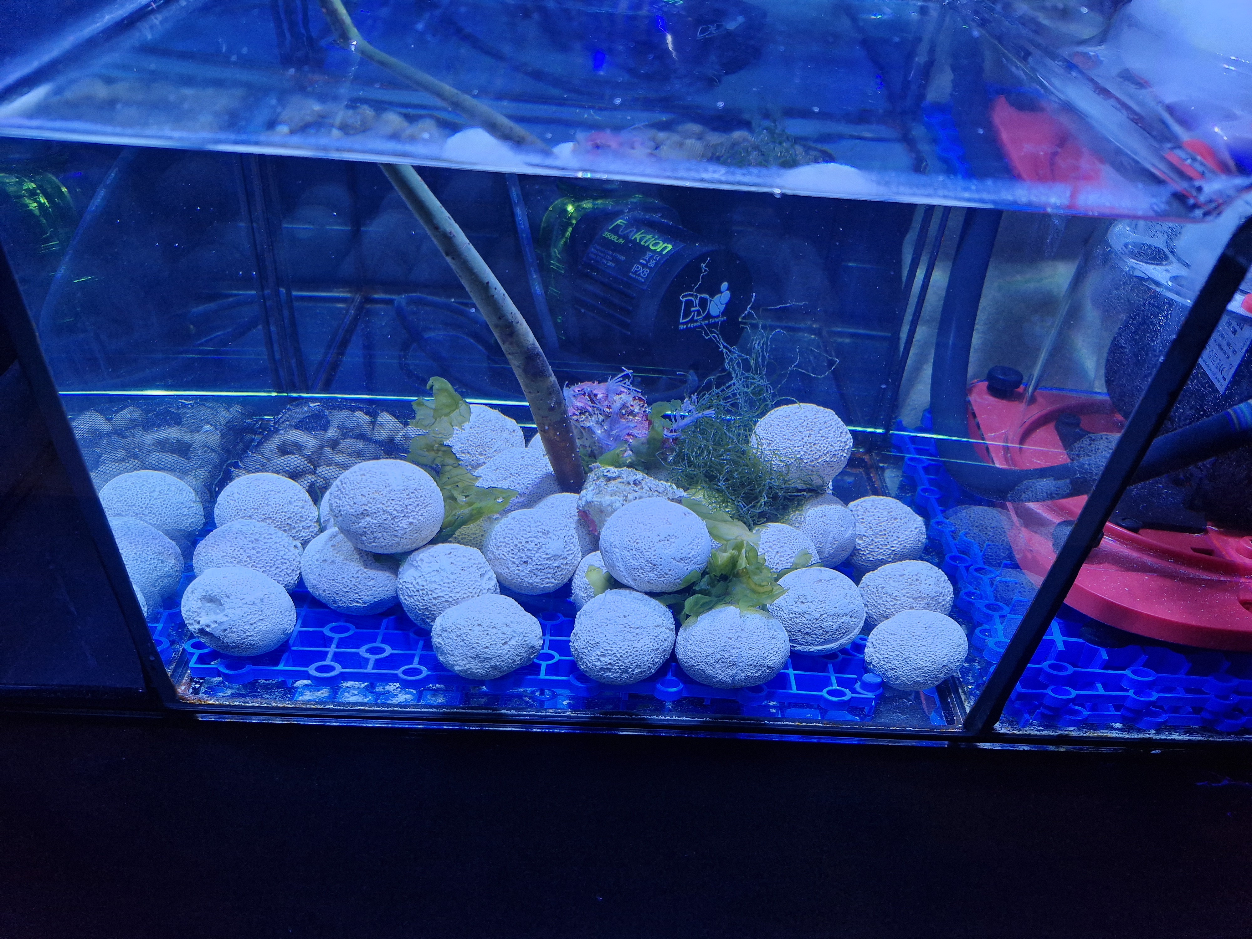 Sump-Macroalgae-2.jpg
