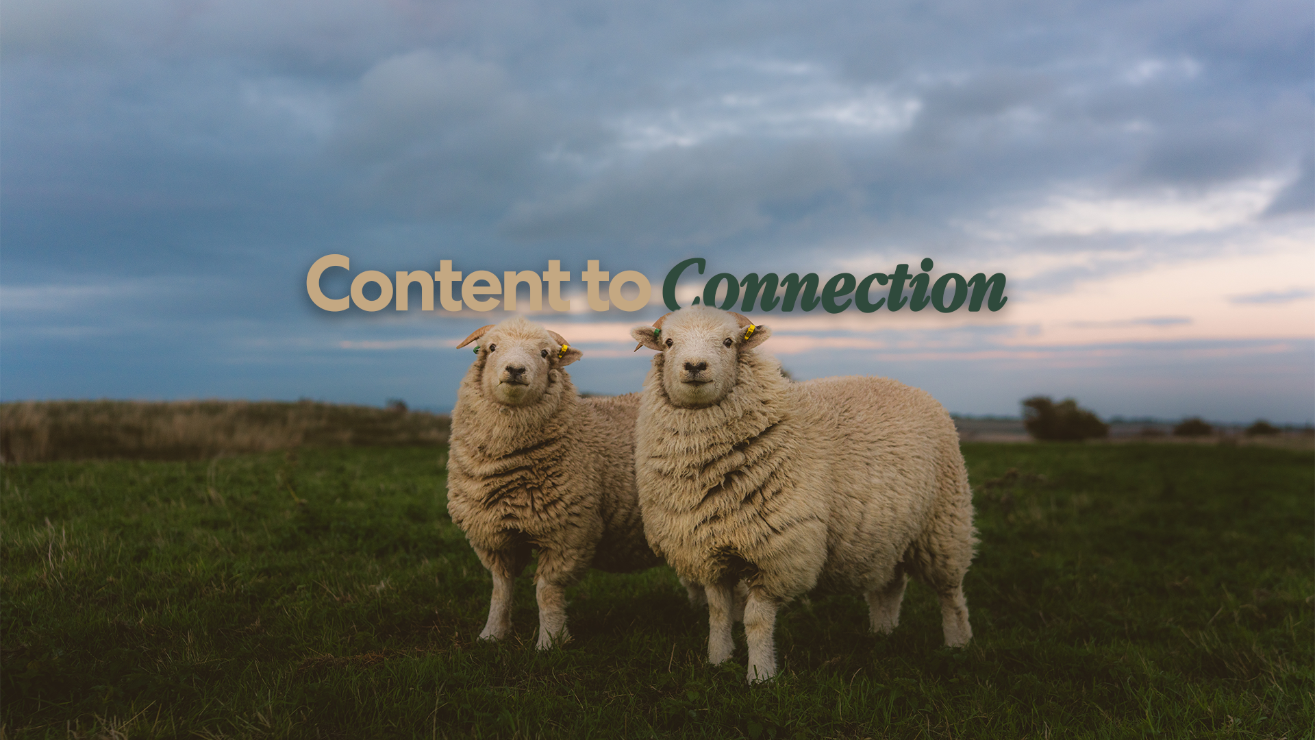 Week 5: Content to Connection cover