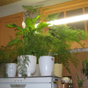 IMG 6478