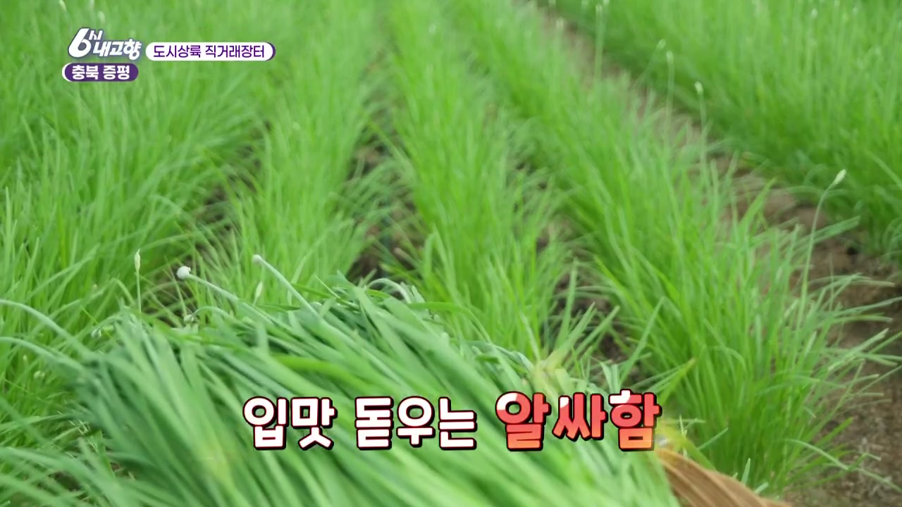 6시내고향 도시상륙 직거래장터 증평 부추 캡처