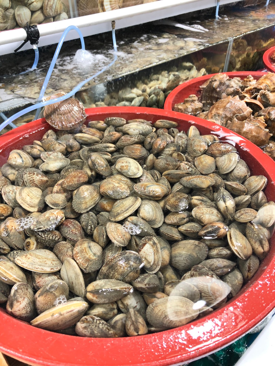 왕바지락 서식지