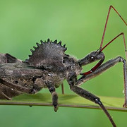 wheelbug-4
