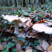 DSC00219