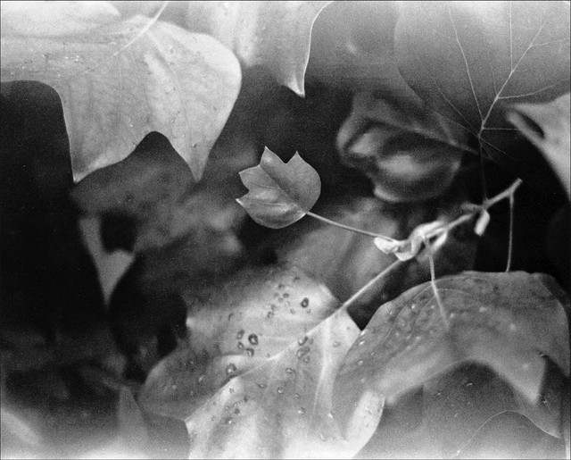 Scan-120930-0001.jpg