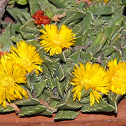 IMG-2864