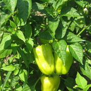 IMG-0694