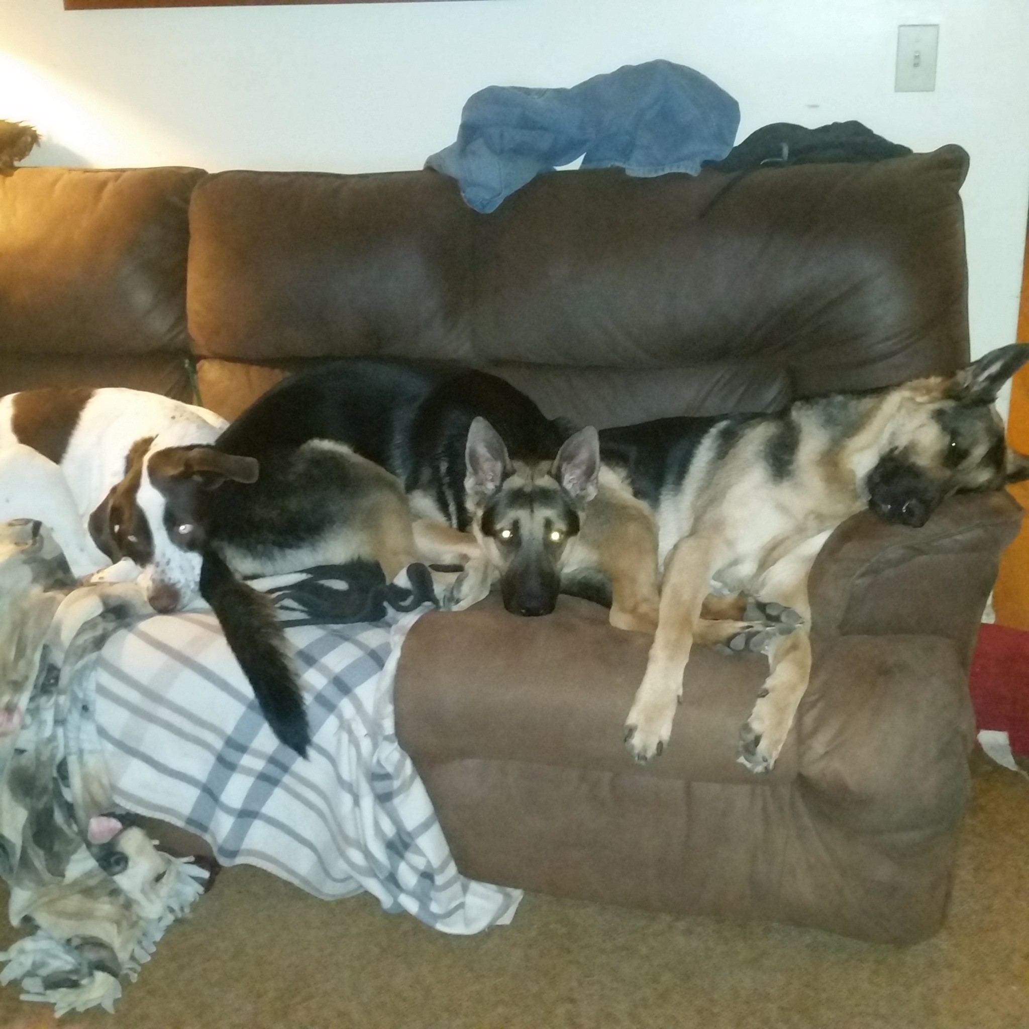 Discusion Dogs Degenerative Myelopathy in dogs, experience? > General Discussion ...