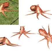 Octopus