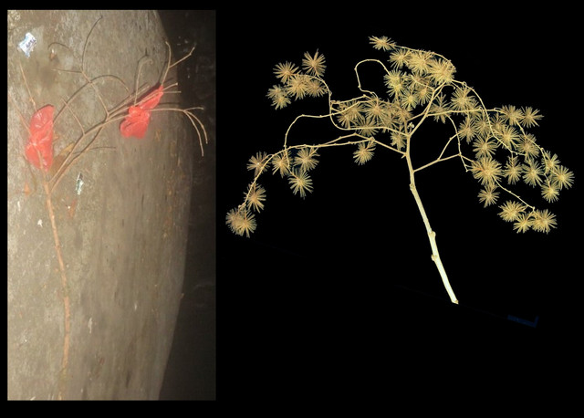 branch-comparision2