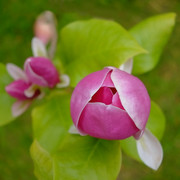 DSCF2641