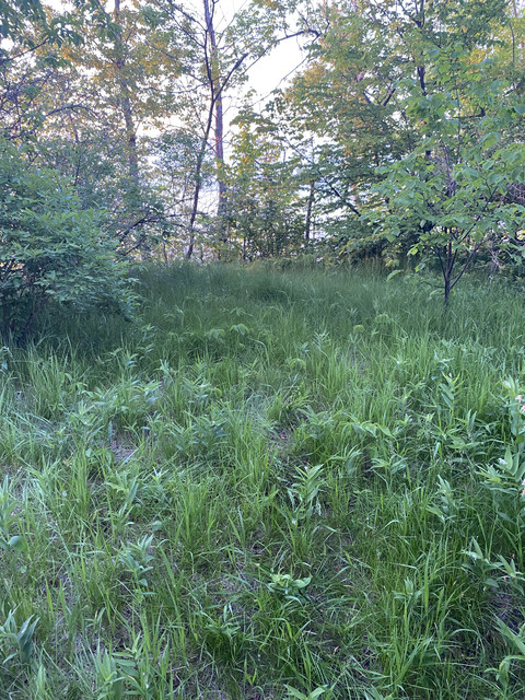 IMG 0369.jpg