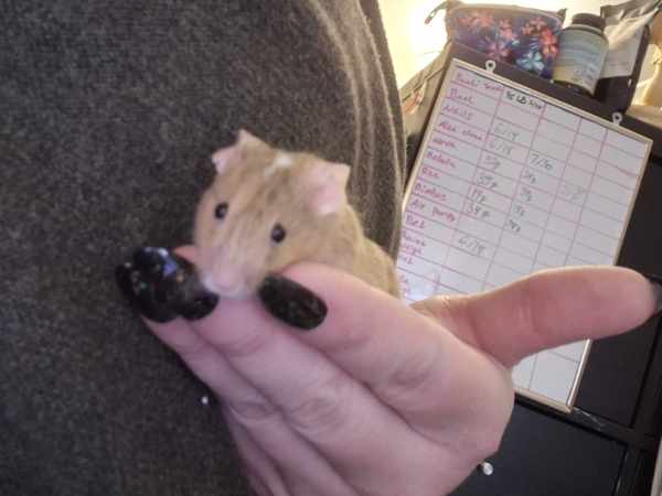 Pip1