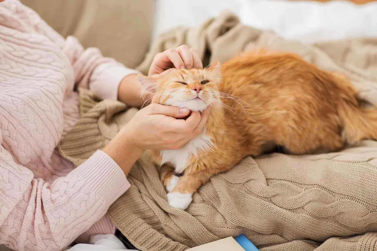Is Your Feline Friend Craving More Affection?