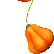 Pumpkins-Mini