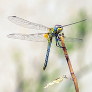 P8195071