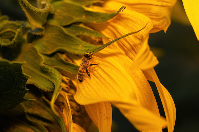 DSC7477 копия.jpg