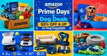 Dog Favorites Slashed by 50% on Amazon Prime Day