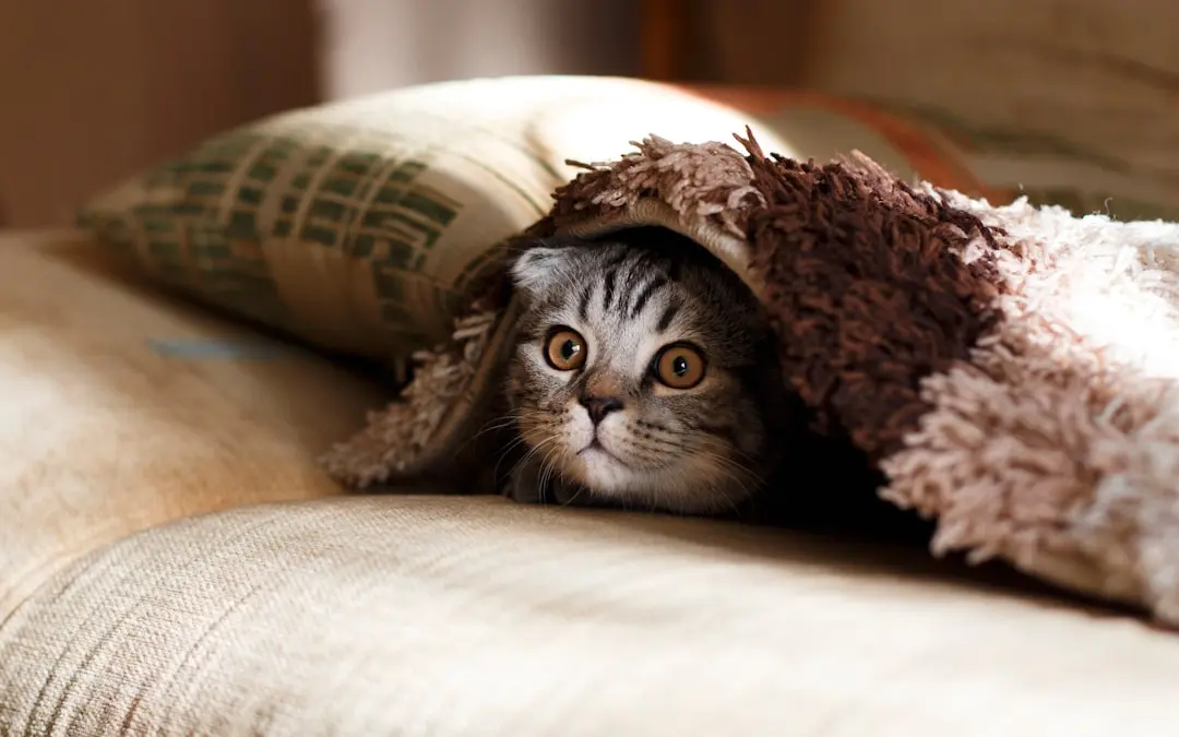 Giant Cat's Enduring Affection for Owner