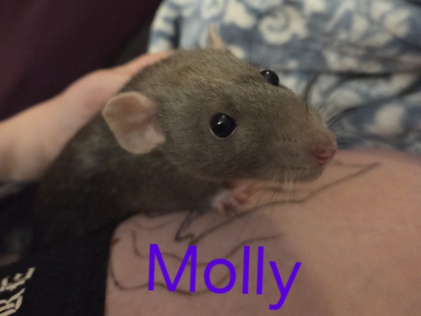 molly
