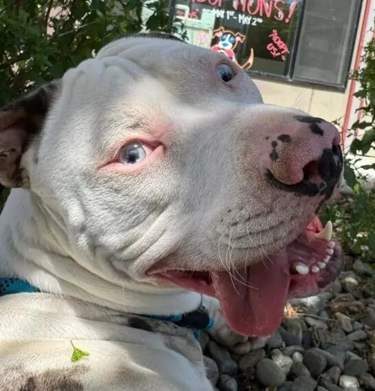 Smokey, a Deaf One‑Year‑Old American Bully Seeks a Forever Home in California