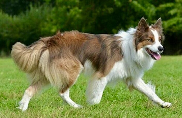 Cordelia