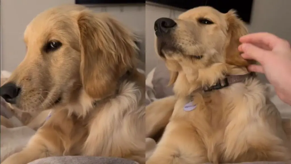 Golden Retriever's Feelings Hurt by Owner's Action