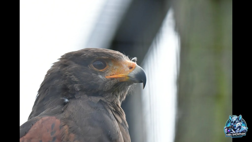 A closer look at a bird of prey.