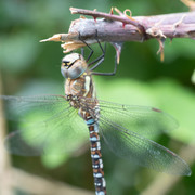 L1030817