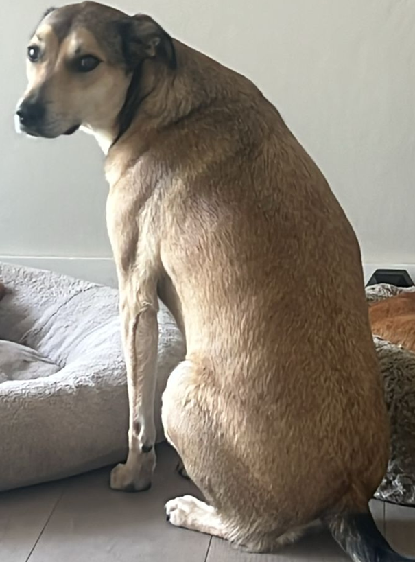 Mixed Breed