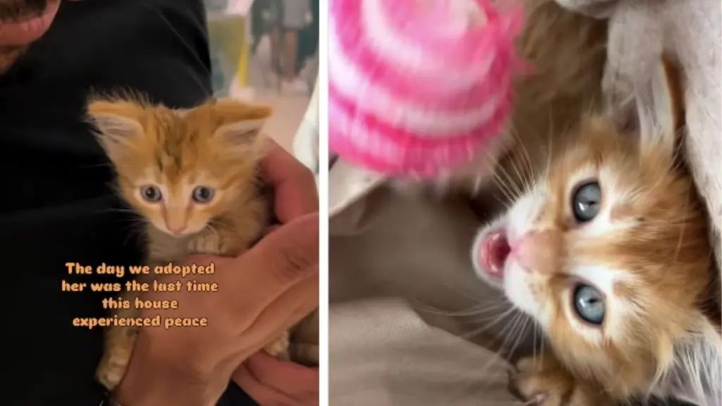 Tiny Rescue Kitten Brings Chaos and Joy to Family