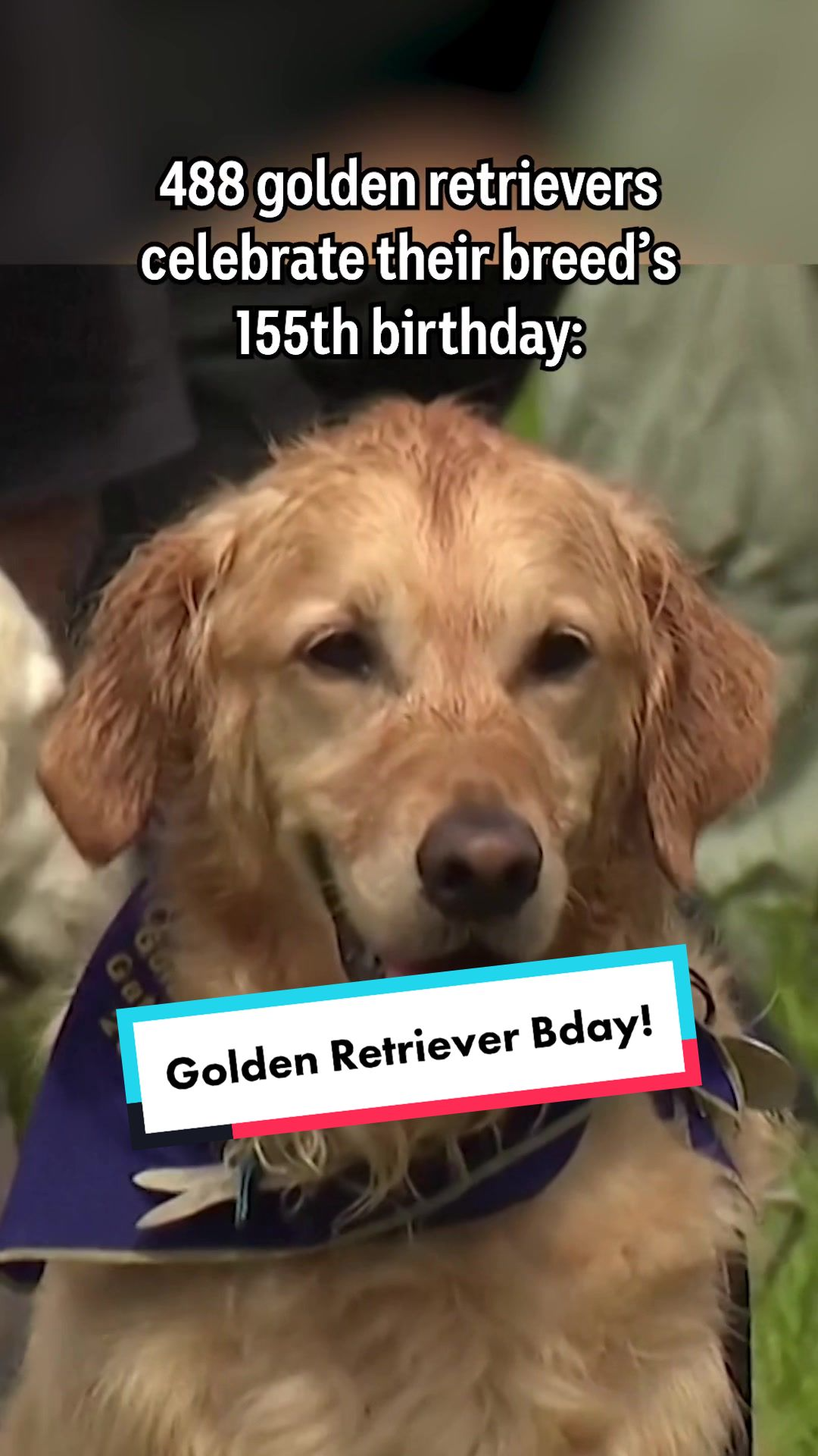 Golden Retriever Bday
