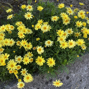 IMG-3362
