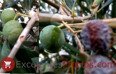 Olive tree borer
