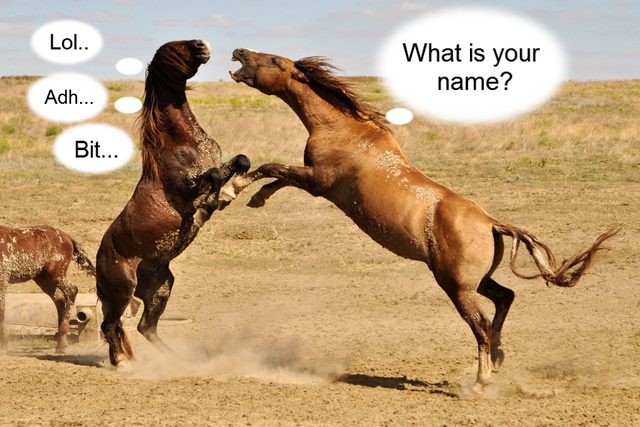 horse