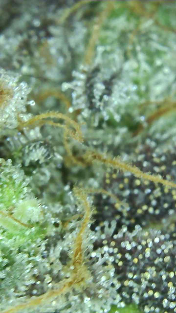Mimosa-12.jpg