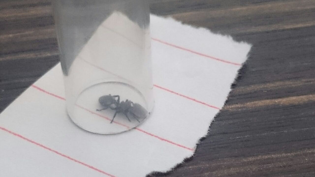 Cephalotes ¿? 1