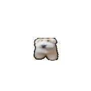 IMG 0693.gif