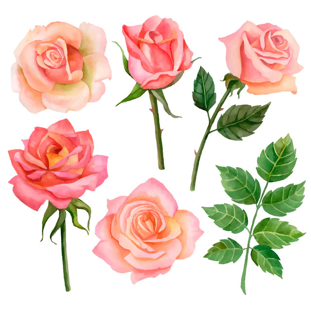 rose2.jpg
