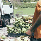 65.gif